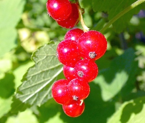 Czerwonych, Porzeczek, Gałązka