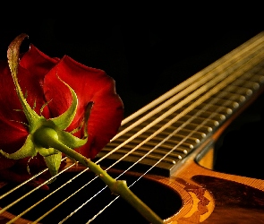 Gitara, Tło, Róża, Czarne, Czerwona