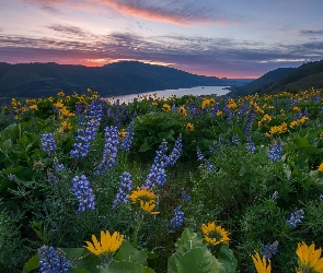 Rezerwat przyrody, Stan Waszyngton, Łubin, Łąka, Columbia River Gorge, Rzeka, Żółte, Balsamorhiza, Columbia River, Góry Kaskadowe, Zachód słońca, Stany Zjednoczone, Kwiaty