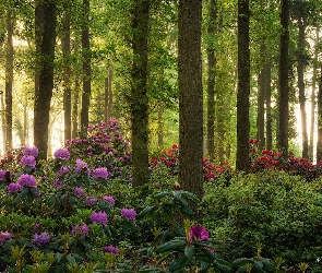 Drzewa, Rododendrony, Różaneczniki, Krzewy, Las