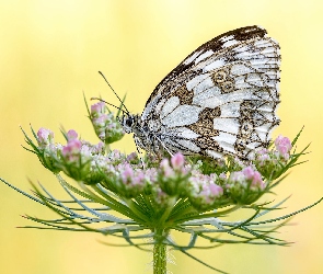 Żółte tło, Roślina, Motyl, Polowiec szachownica