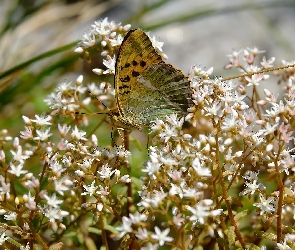 Motyl, Kwiaty, Białe, Drobne, Roślina