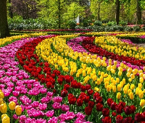 Kolorowe, Park, Tulipany