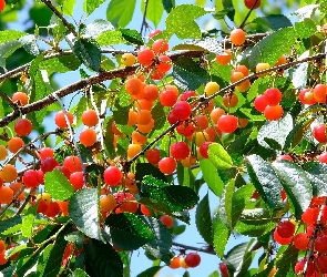 Gałązki, Liście, Owoce, Wiśnie