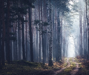 Las, Droga, Przebijające światło, Mgła, Drzewa