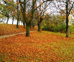 Liście, Opadłe, Park, Jesień, Drzewa, Alejka