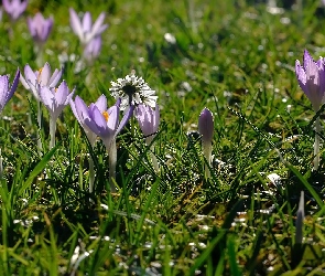 Trawa, Krokusy, Kwiaty, Jasnofioletowe