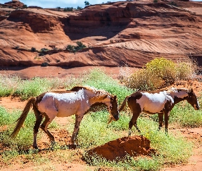 Dwa, Mustangi, Konie