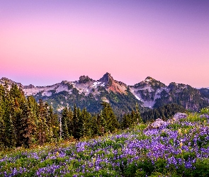 Księżyc, Łąka, Góry, Park Narodowy Mount Rainier, Stany Zjednoczone, Łubin, Kwiaty, Stan Waszyngton, Drzewa