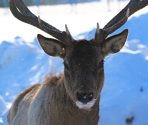 Jeleń, Śnieg