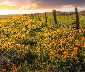 Stany Zjednoczone, Balsamorhiza, Kwiaty, Stan Waszyngton, Wzgórza, Columbia Hills State Park, Łąka, Ogrodzenie, Rezerwat przyrody, Żółte