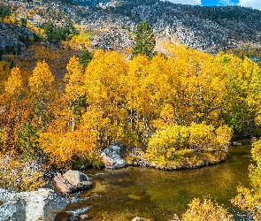 Jesień, Pożółkłe, Bishop Creek, Rzeka, Stany Zjednoczone, Góry, Drzewa, Kalifornia, Krzewy