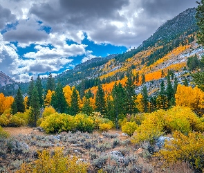 Kalifornia, Jesień, Stany Zjednoczone, Góry, Drzewa, Bishop Creek, Chmury, Krzewy