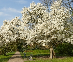 Park, Droga, Kwitnące, Wiosna, Drzewa, Ławki