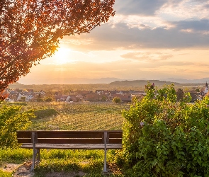 Niemcy, Wzgórza, Pola, Kaiserstuhl, Wschód słońca, Ławka, Bischoffingen, Domy, Badenia-Wirtembergia, Drzewo