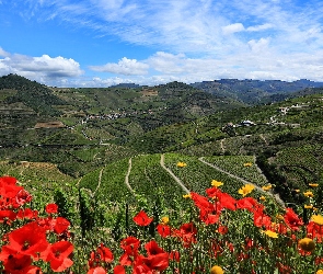 Portugalia, Wzgórza, Maki, Pola, Góry, Kwiaty, Dolina, Domy, Douro Valley, Drogi