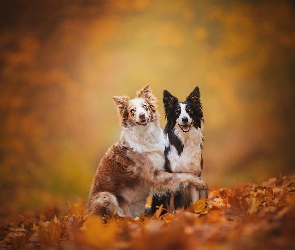 Psy, Liście, Border collie, Dwa