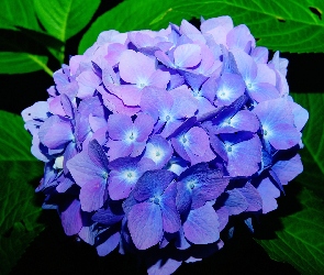 Niebieski, Zbliżenie, Hortensja, Kwiat