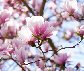 Różowo-białe, Gałązki, Magnolia, Kwiaty