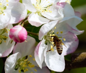 Pszczoła, Zbliżenie, Białe, Drzewo owocowe, Kwiaty, Gałązka