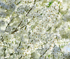 Kwitnące, Kwiaty, Białe, Drzewo owocowe