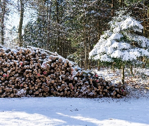 Stos, Drewno, Drzewa, Zima, Śnieg, Pocięte