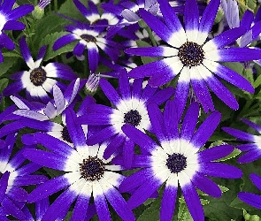 Kwiaty, Cynerarie, Niebiesko-białe