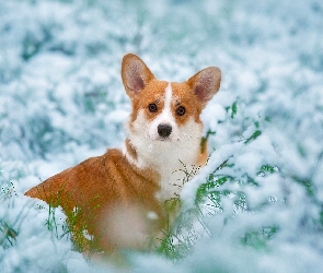 Śnieg, Welsh corgi pembroke, Trawa, Gałązki, Pies