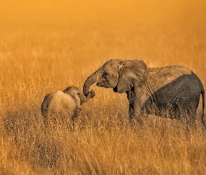 Słonie, Trawa, Słoniątko, Matka