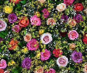 Kolorowe, Róże, Rozkwitające