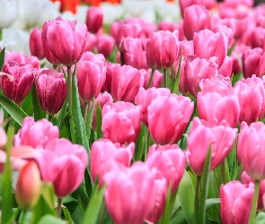 Zbliżenie, Tulipany, Kwiaty, Różowe