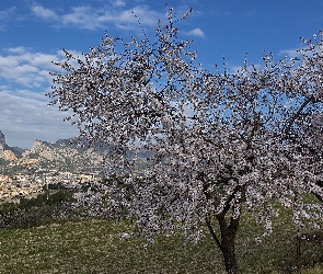Drzewo owocowe, Kwitnące, Wiosna, Dolina, Miasto, Domy, Góry