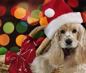 Pies, Cocker spaniel, Boże Narodzenie