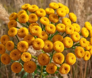 Kwiaty, Wrotycz pospolity, Żółte