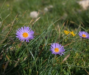 Kwiaty, Trawa, Astry alpejskie