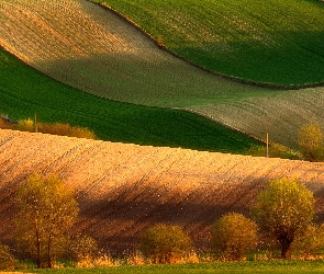 Niecka Nidziańska, Drzewa, Pola, Ponidzie, Polska