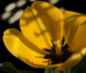 Rozwinięty, Zbliżenie, Tulipan, Żółty