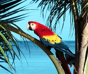 Papuga, Palmy, Liście, Ara