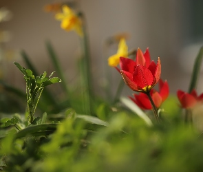 Czerwone, Kwiaty, Dzikie tulipany