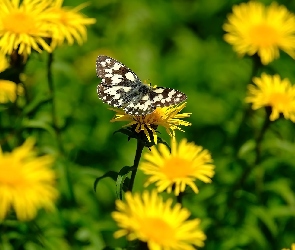 Polowiec szachownica, Motyl, Żółte, Kwiaty