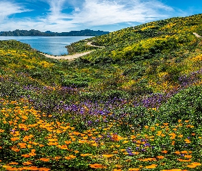 Kalifornia, Stany Zjednoczone, Kwiaty, Diamond Velley Lake, Dolina Diamond Valley, Łąka, Jezioro