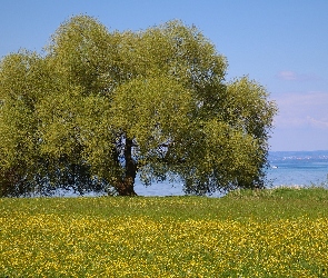 Jezioro, Drzewo, Łąka, Kwiaty