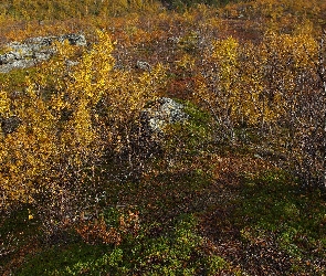 Jesień, Roślinność, Skały, Krzewy