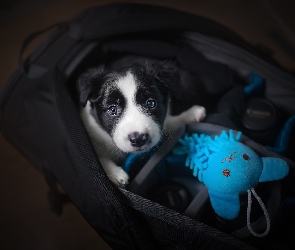 Zabawka, Niebieska, Pies, Torba, Szczeniak, Border collie