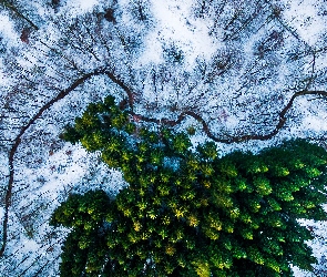 Z lotu ptaka, Drzewa, Rzeka, Zima
