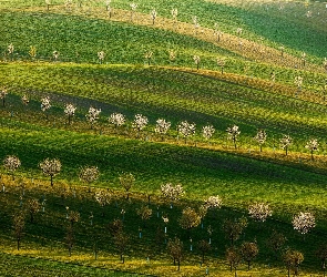 Wzgórza, Drzewa owocowe, Łąka, Pole