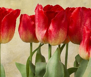 Nierozwinięte, Zbliżenie, Tulipany, Czerwone
