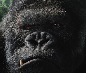 King, Kong