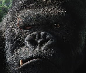 Kong, King