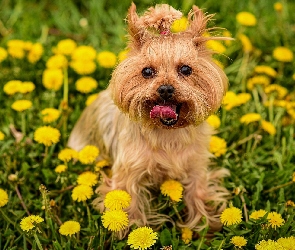 Łąka, Trawa, Yorkshire terrier, Pies, Kwiaty, Mlecze